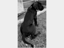 alani-prezzo-eur80000-alani 