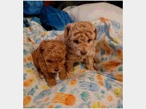 in-regalo-cucciolo-di-barboncino 