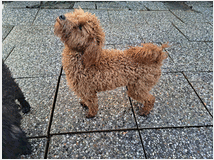 barboncini-nani-prezzo-eur85000-barboncini 