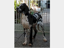 cani-alani-tedeschi-prezzo-eur90000 