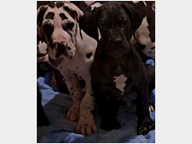 alani-neri-prezzo-eur100000 