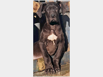 alani-prezzo-eur100000-alani-colore 