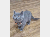 in-regalo-british-shorthair-in 