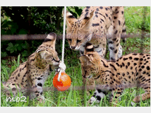 gattino-serval-disponibile-prezzo-eur160000 