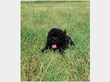 barboncino-toy-prezzo-eur120000 