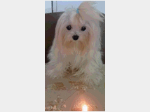 accoppiamento-maltese-coreano-prezzo-eur5000 