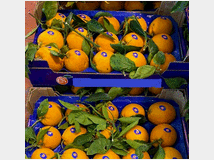 agrumi-di-sicilia-per 