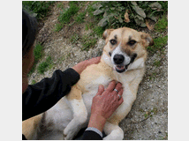 in-regalo-una-brava-famiglia 