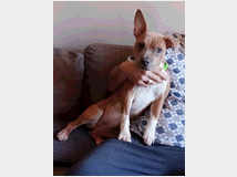 cucciola-amstaff-prezzo-eur10000 