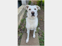 in-regalo-teo-cucciolone 