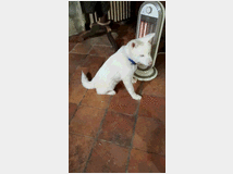 cuccioli-di-akita-inu-prezzo 