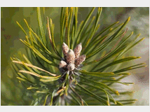 gemma-di-pino-prezzo-eur100 