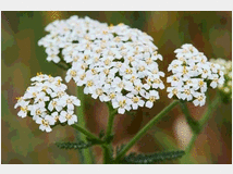 erba-achillea-per-mansione-di 