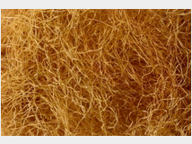 seta-di-mais-prezzo-eur100 