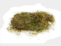 erba-del-divano-prezzo-eur100 