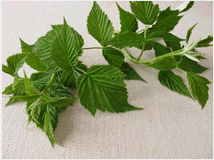 foglie-di-lampone-prezzo-eur100 