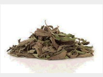 piantaggine-grande-prezzo-eur100-vendita 