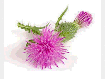 cardo-mariano-prezzo-eur100-vendita 