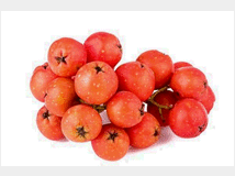 frassino-di-montagna-prezzo-eur2200 