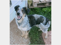 in-regalo-zac-mix-pastore 