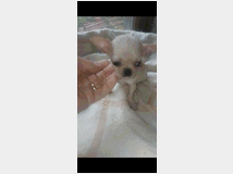 chihuahua-toy-prezzo-eur58000 