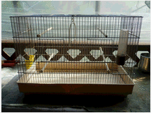 gabbia-per-uccelli-prezzo-eur1000 
