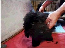 cuccioli-di-barboncini-prezzo 