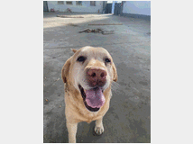 Cani in regalo