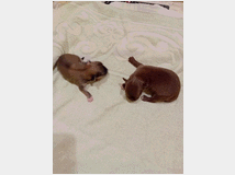 Cani in vendita