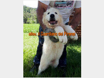 cane-da-montagna-dei-pirenei 