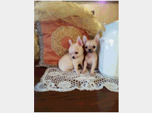 chihuahua-cuccioli-cane-prezzo 