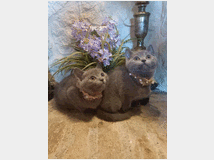 certosini-gatto-cuccioli-prezzo-eur100 