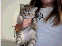 cuccioli-di-british-prezzo 