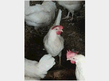 uova-feconde-di-livornese-bianca 