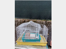 2-gabbietta-prezzo-eur2000 