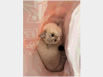 british-gatto-prezzo-eur30000-gatto 