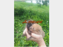 spitz-volpino-pomerania-nano-prezzo 