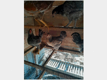 uova-feconde-di-oliverio-eggs 