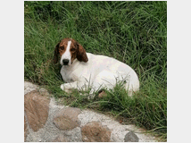 in-regalo-bella-segugia-maremmana 