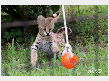 gattino-serval-disponibile-prezzo-eur150000 