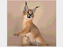 1500-prezzo-eur150000-sono-nati 