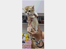 cuccioli-gatti-razza-scottish-prezzo 