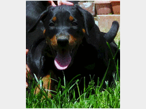 dobermann-cuccioli-prezzo-eur100000-allevamento 
