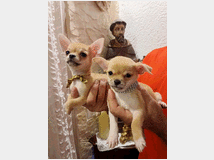 cane-chihuahua-prezzo-eur100 