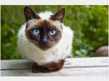 in-regalo-gatto-siamese 