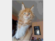 dolcissimi-cuccioli-maine-coon-prezzo 