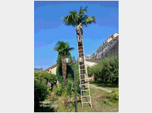 giardinaggioabbattimento-alberi-per-mansione-di 