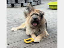 in-regalo-cane-meticcio-sono 