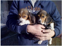beagle-tricolore-cuccioli-prezzo-eur50000 