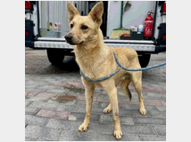 in-regalo-cane-meticcio-sono 